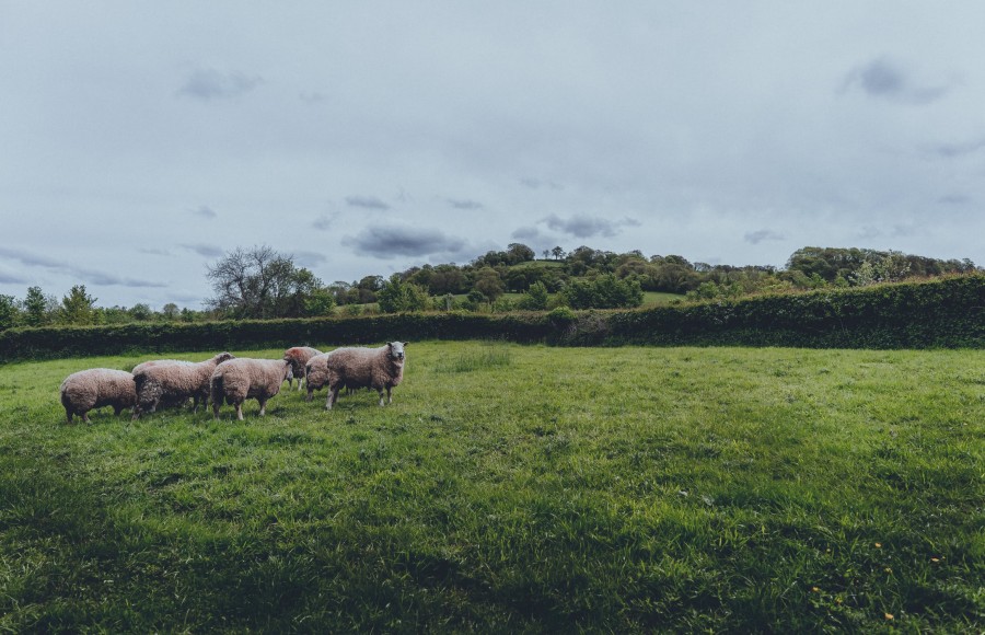 Teamuitje ideeën: schapen drijven